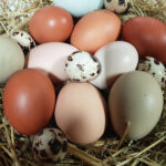 Olika ägg i vackra färger