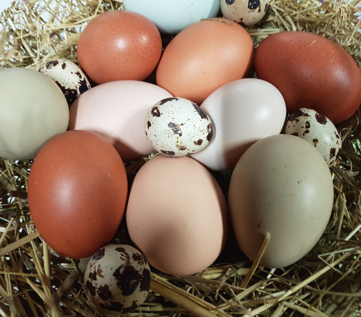 Olika ägg i vackra färger